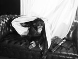 Franziska Knuppe :: Ape Babsy photographed by Markus Jans